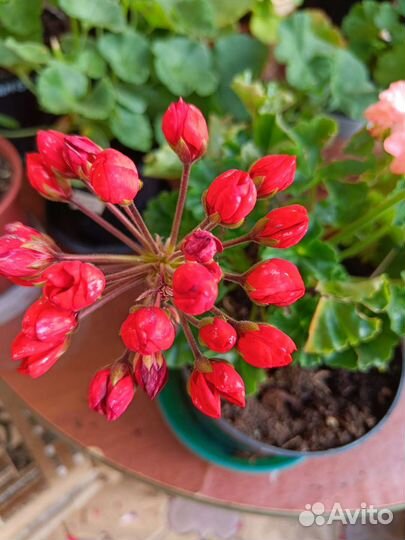 Пеларгония герань