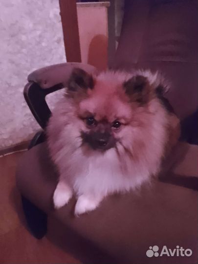 Продам шпица