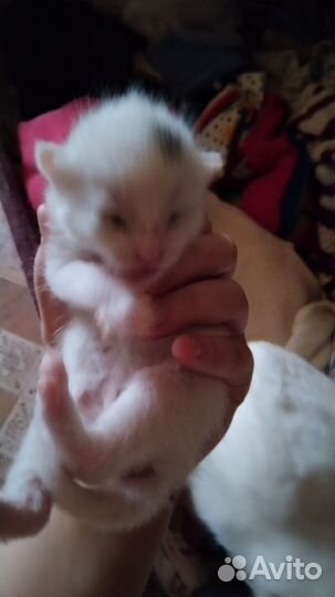 Котята в дар