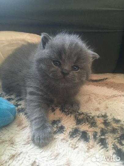 Британские котята