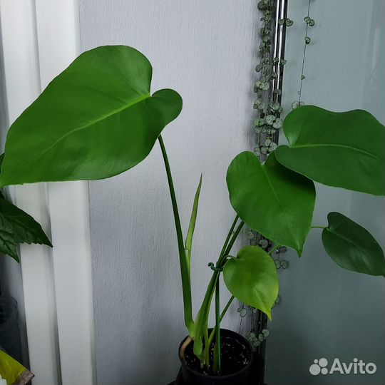 Монстера комнатное растение
