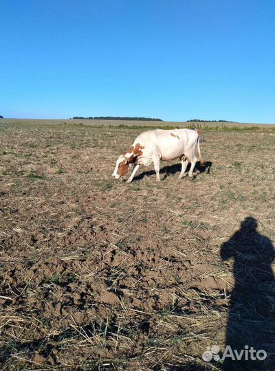 Корова дойная