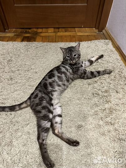 Вязка угольный бенгал