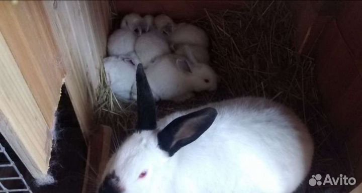 Крольчихи, крольчата калифорнийские