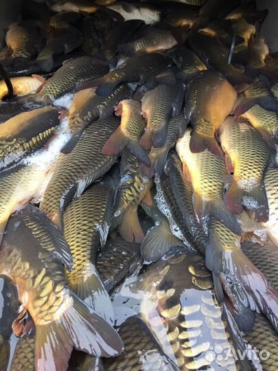 Живой Карп Карась Линь Форель Живая Рыба Малек