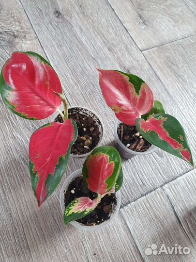 Детки аглаонем