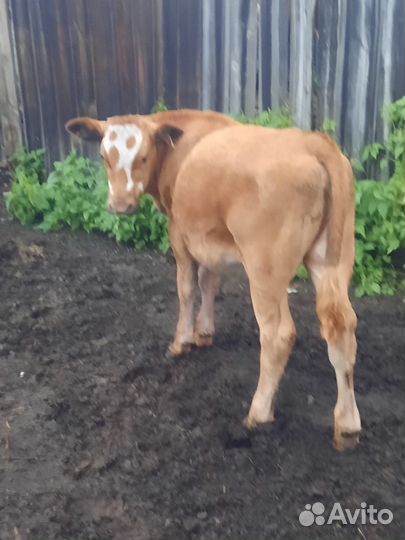 Коровы и телки