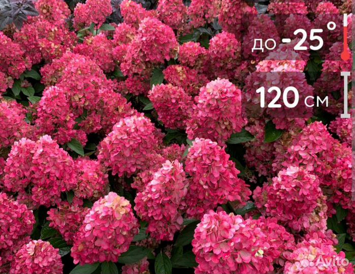 Гортензия Бонфаер супер хит этого года