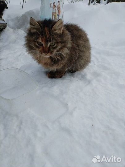 Коты в добрые руки ищут передержку или дом