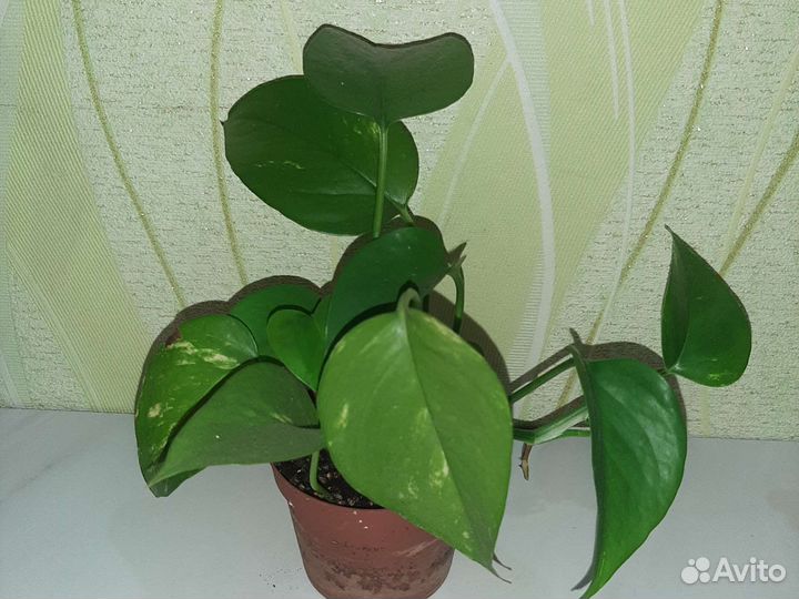 Эпипремнумы