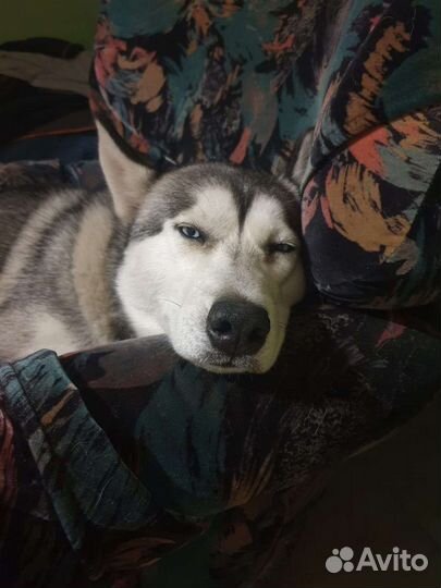 Сибирский хаски вязка