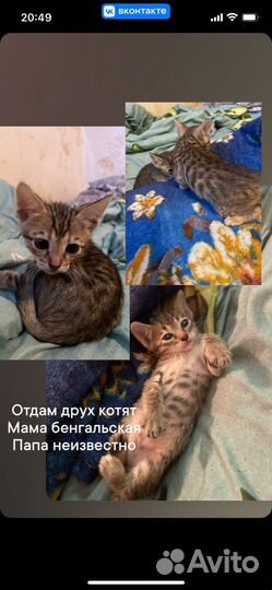 Британские котята