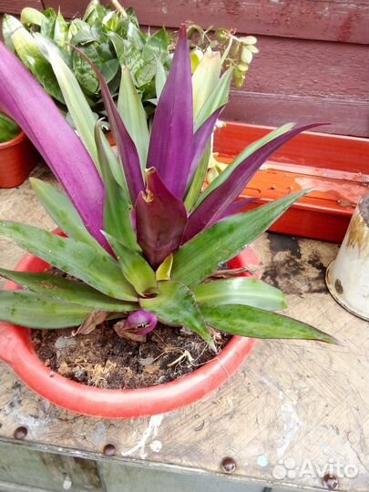 Комнатные цветы