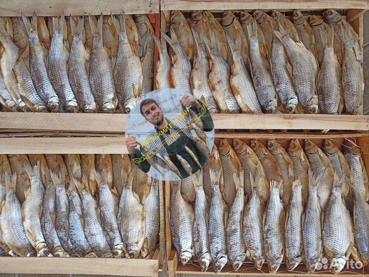 Гигантская тарань вяленая с икрой