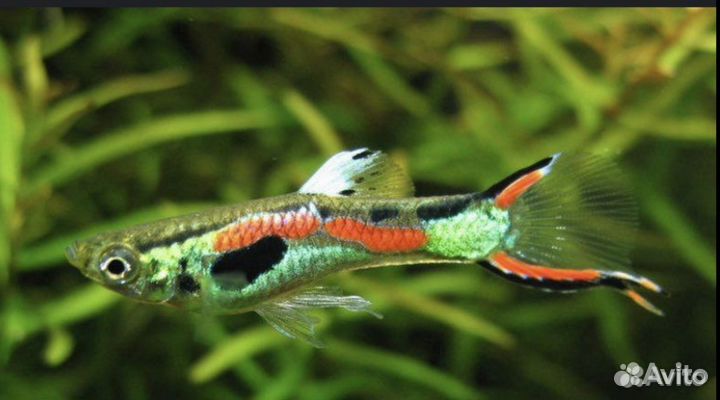 Гуппи эндлера