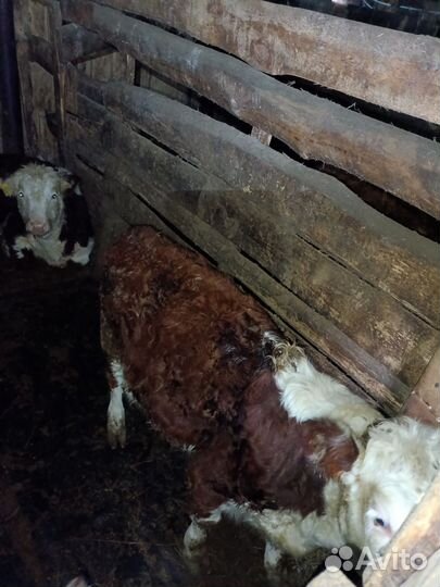 Телки казахские белоголовые