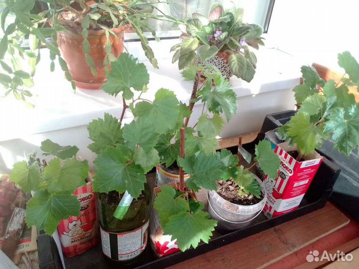 Саженцы винограда