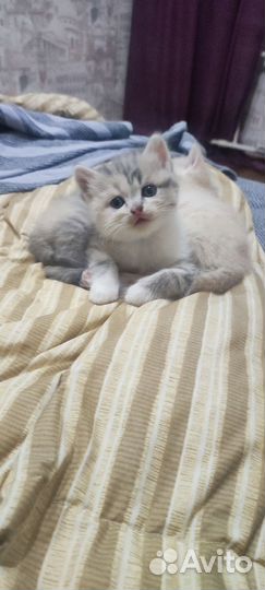 Котята девочки бесплатно