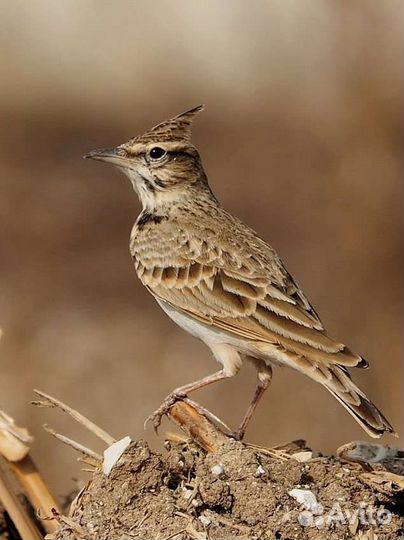Все виды певчих птиц