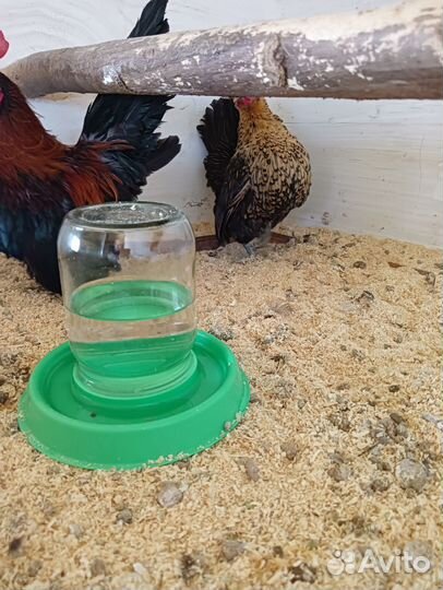 Малазийская серама