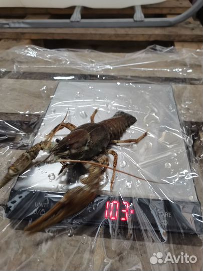 Живые и вареные раки