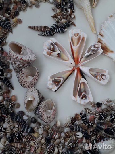 Морские ракушки