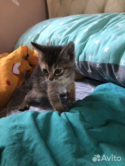 Котята от абиссинского кота