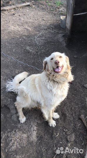 Собака 1год