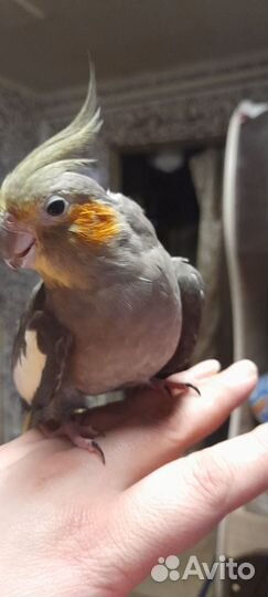 Попугай корелла