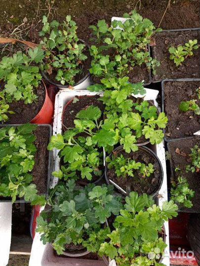 Хризантемы разные