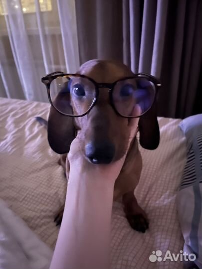 Вязка кобель такса