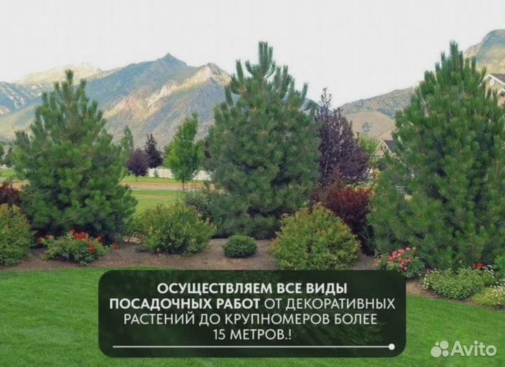 Сосна кедровая