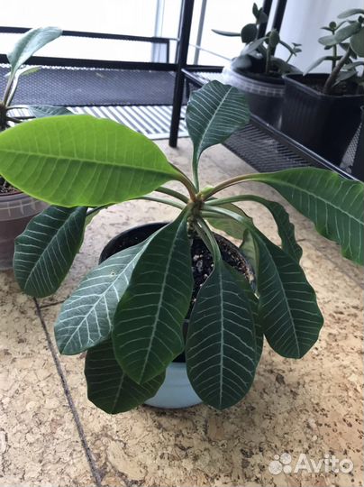 Молочай Эуфорбия