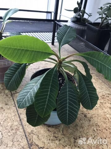 Молочай Эуфорбия