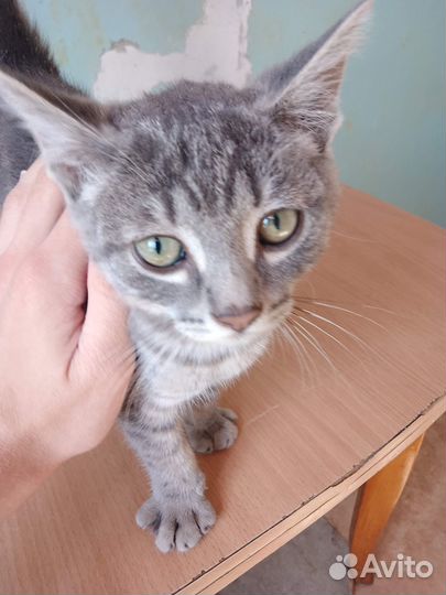 Котёнок в хорошие руки + лоток