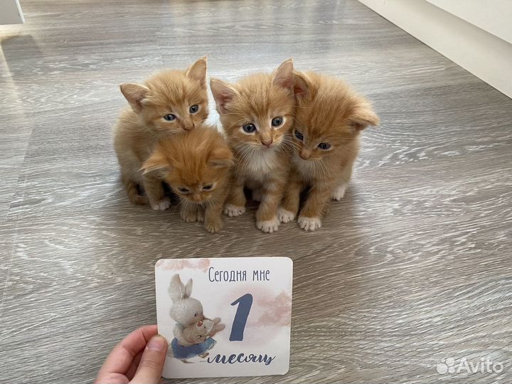 Котята мейн-кун рыжие