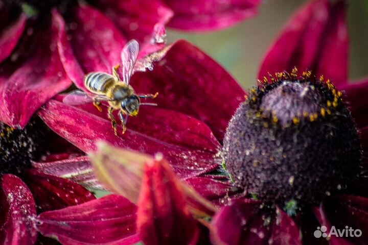 Пчелы от Пасечника