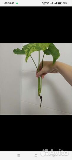 Сингониум Мотлед крупномер