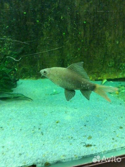 Лабео Биколор