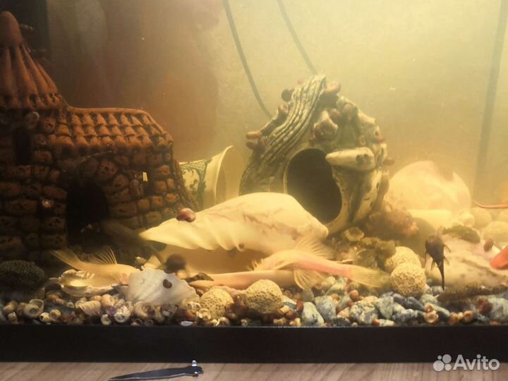 Аквариумные рыбки сомики и меченосцы