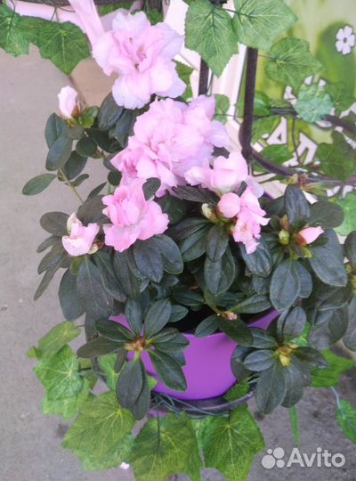 Цветы комнатные