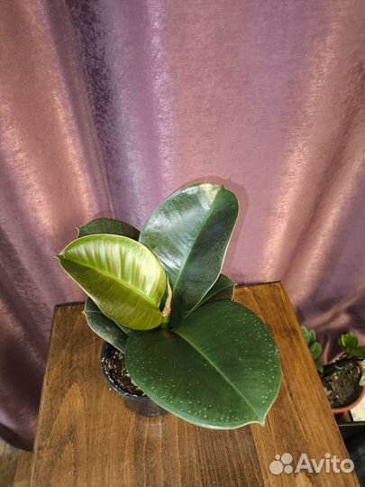 Фикус София