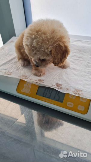 Мальтипу ф1