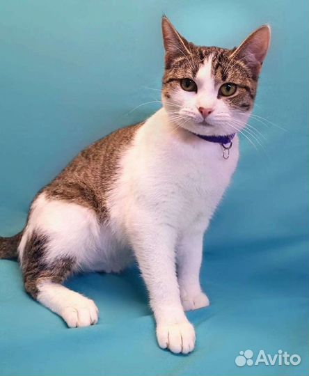 Кошка Синтия