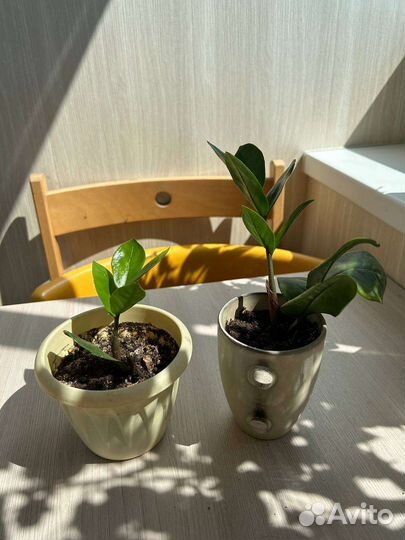 Комнатные цветы