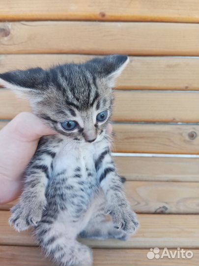 Котята В дар