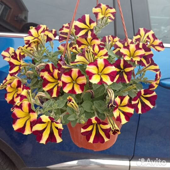 Кашпо с петунией