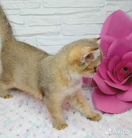 Котята шотландские