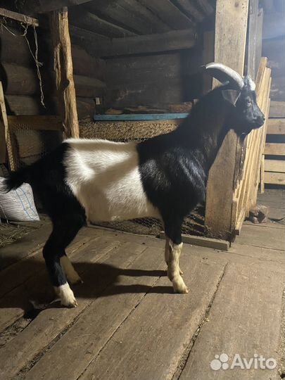 Чешский козел