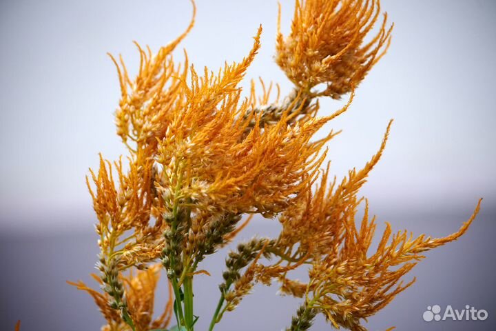 Объектив nikon AF-S DX nikkor 55-300mm f/4.5-5.6G